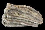 Crinoid Crown (Agaricocrinus) Fossil - Crawfordsville, Indiana #92523-1